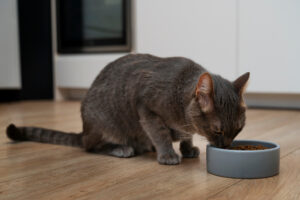 chat qui mange des croquettes dans sa gamelle