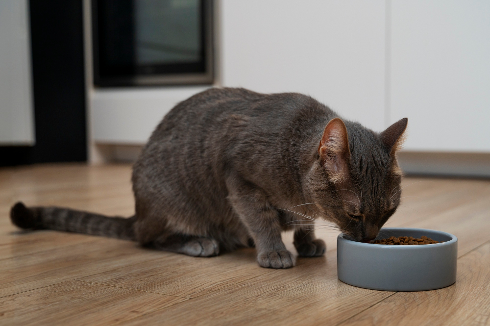 chat qui mange des croquettes dans sa gamelle